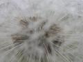 Dandelion Clock 1